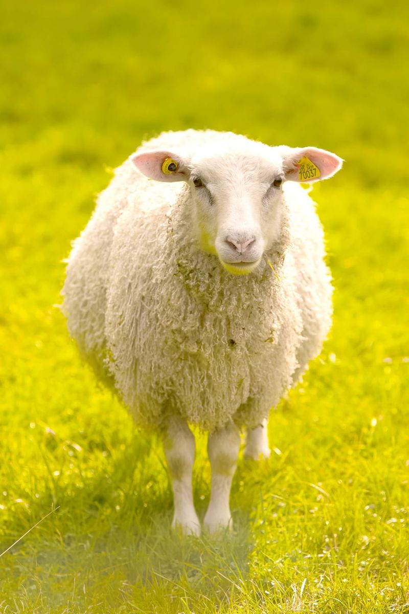 WoolPoll Information Now Available post image