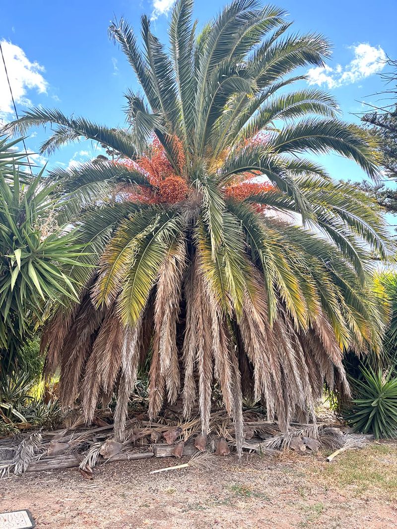 Birchip’s Trees – Part 2: More On a “Shady” History post image