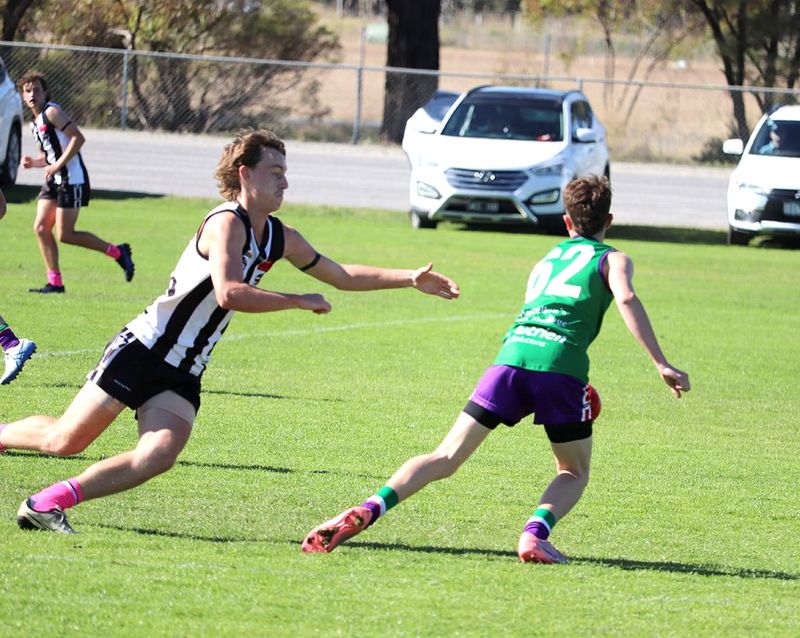 Bulls Swooped by Magpies post image