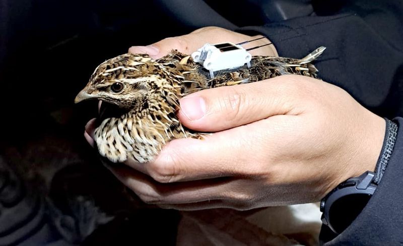 Quail GPS Tracking Research Begins in Victoria post image