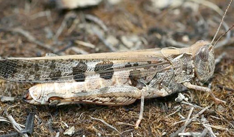 Locust Hatching has Begun in Northern Mallee post image