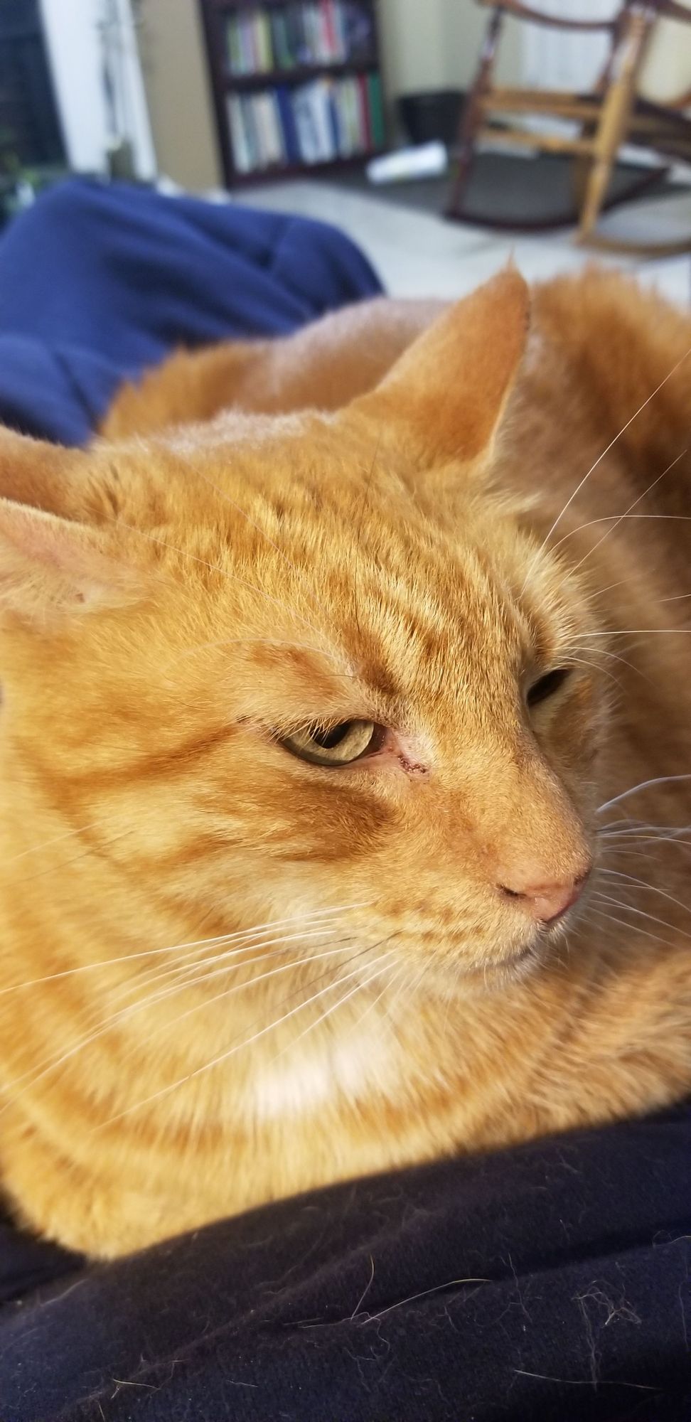 Sunday letter sick kitty