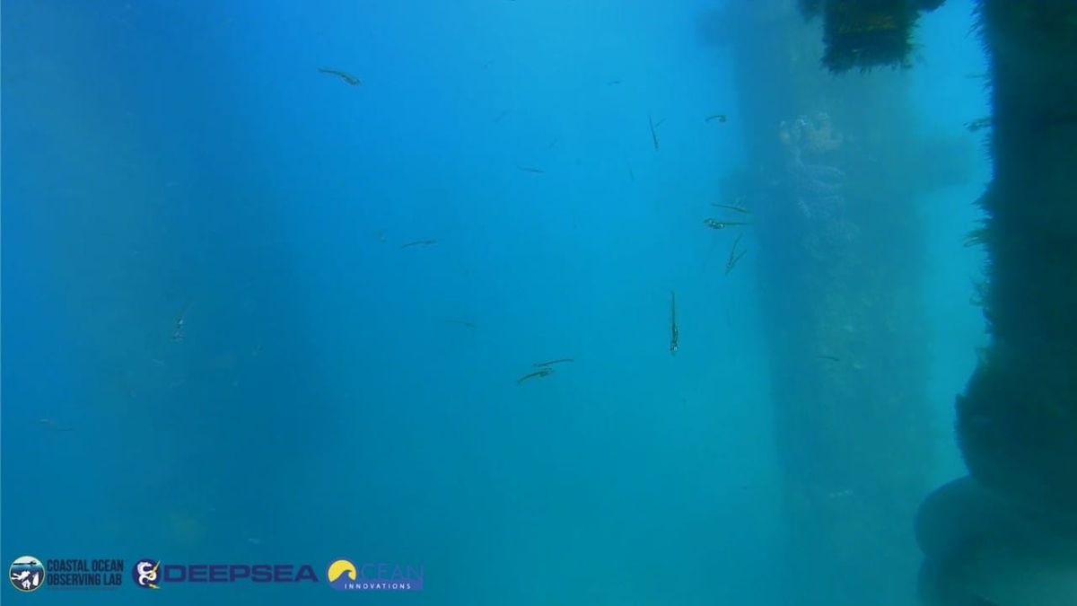 March 29, 2026 / Grade: C