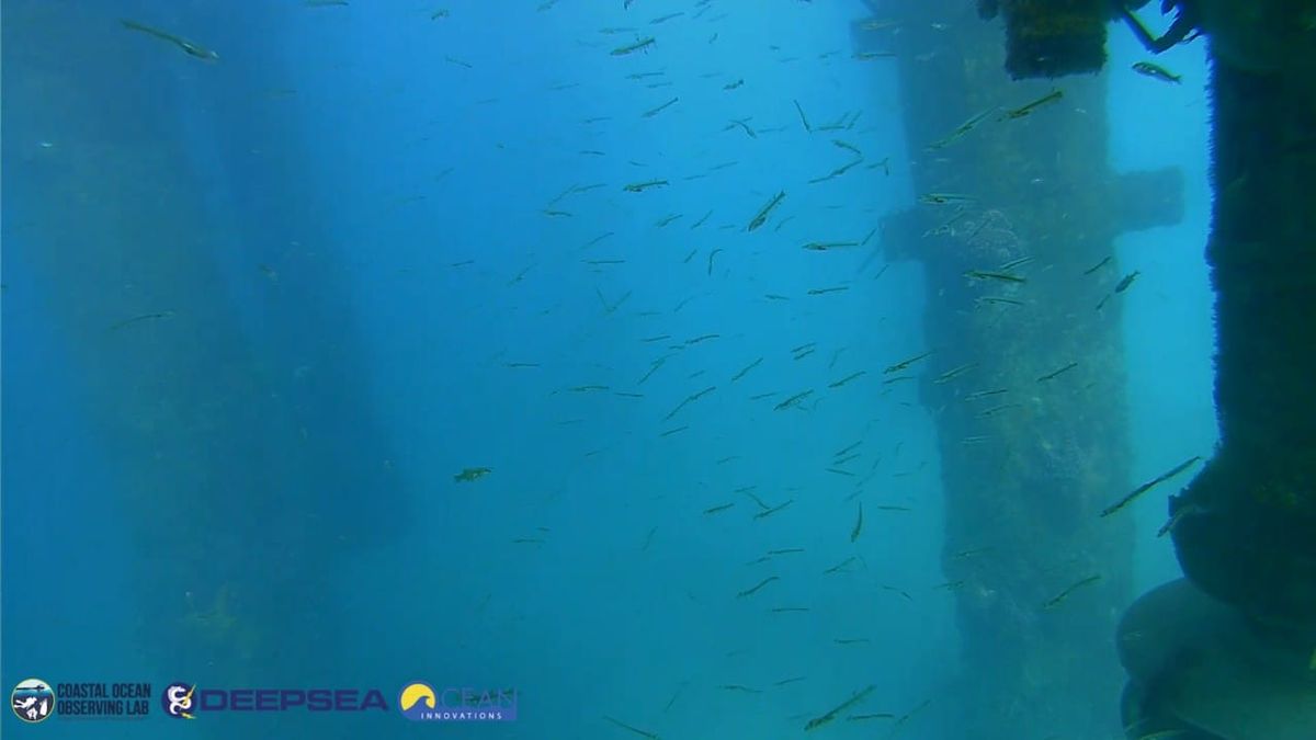 April 3, 2026 / Grade: C