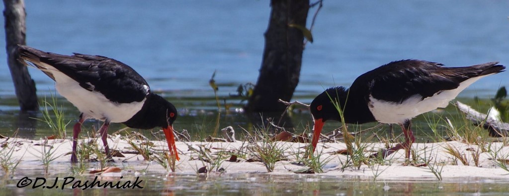 Pied oystercatchers - image by Dorothy Pashniak