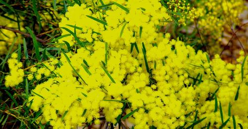 Acacia fimbriata