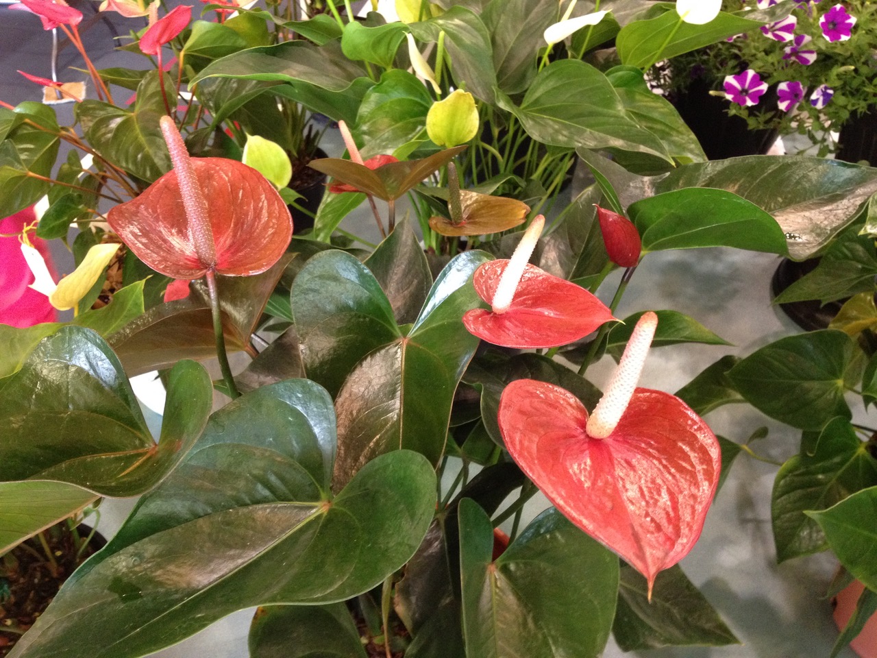 Entry at Gympie Garden Expo Anthurium