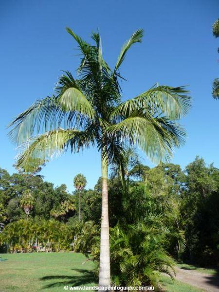 Bangalow Palm (Archontophoenix cunninghamiana)