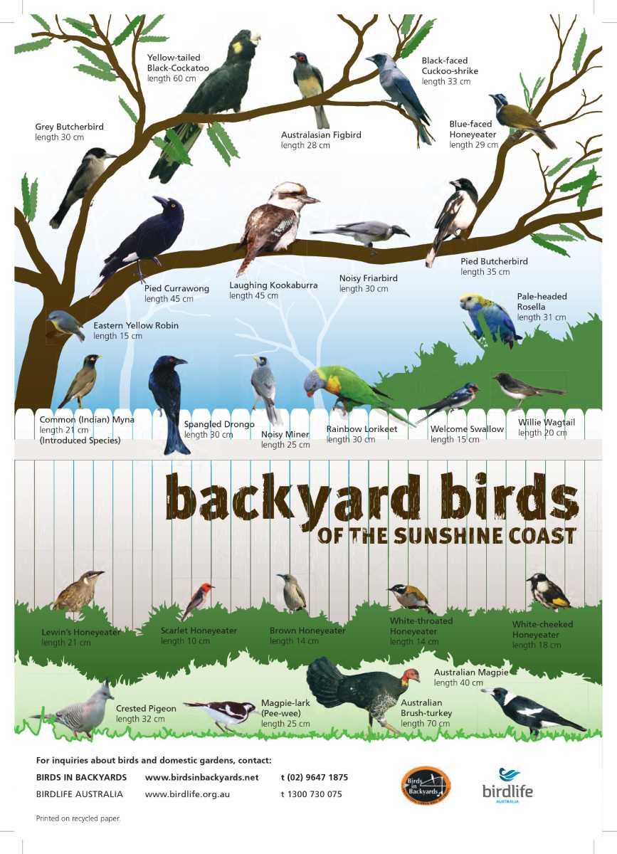 Register for the Aussie Bird Count!