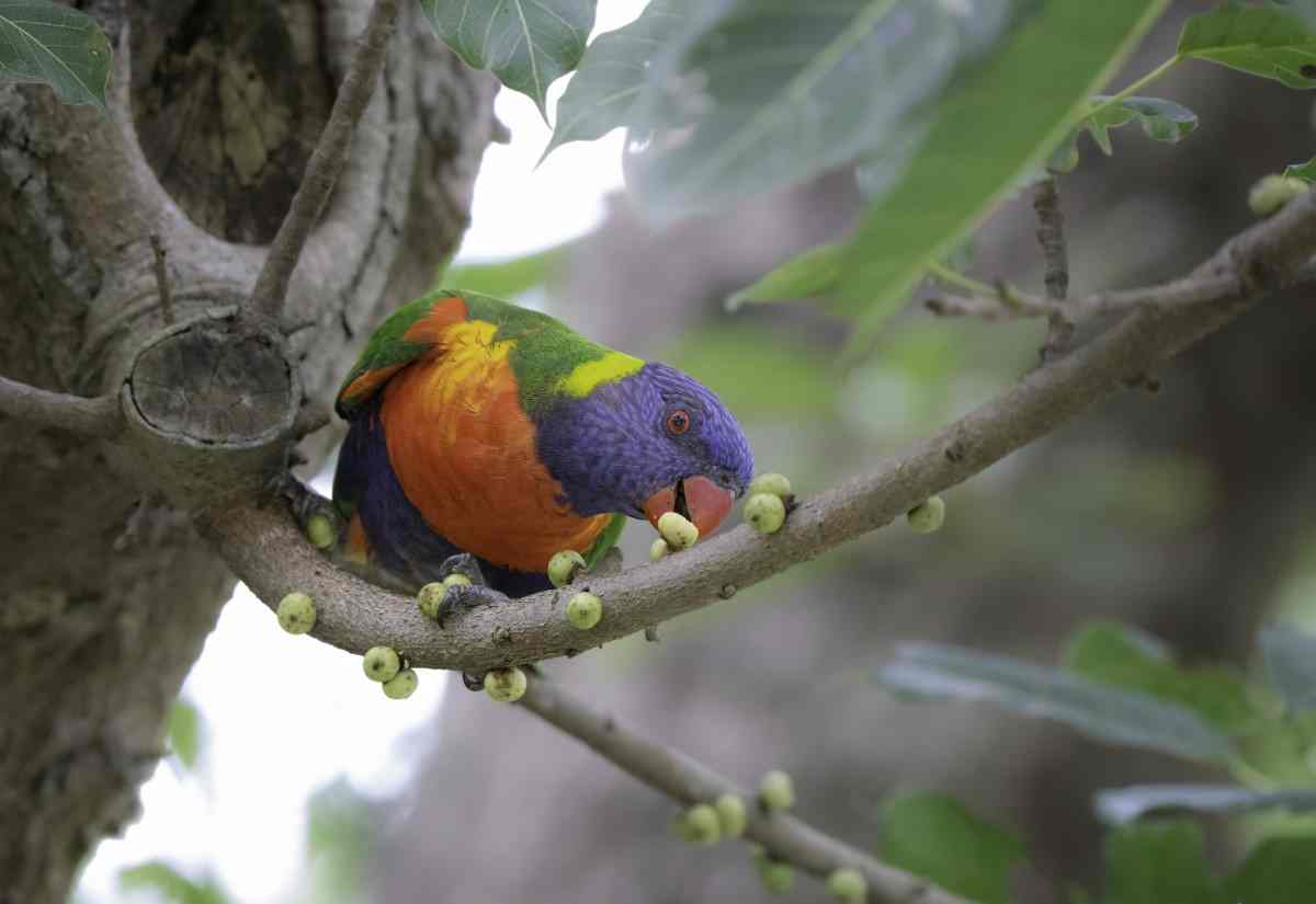 Bird of the month - Rainbow Lorikeet