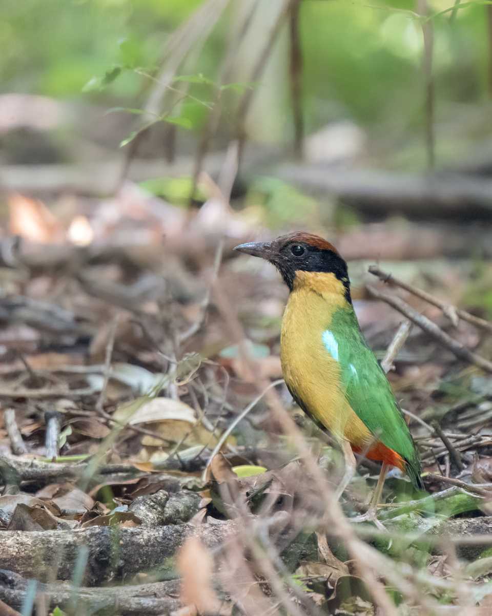 Noisy Pitta - photo credit Scott Humphris