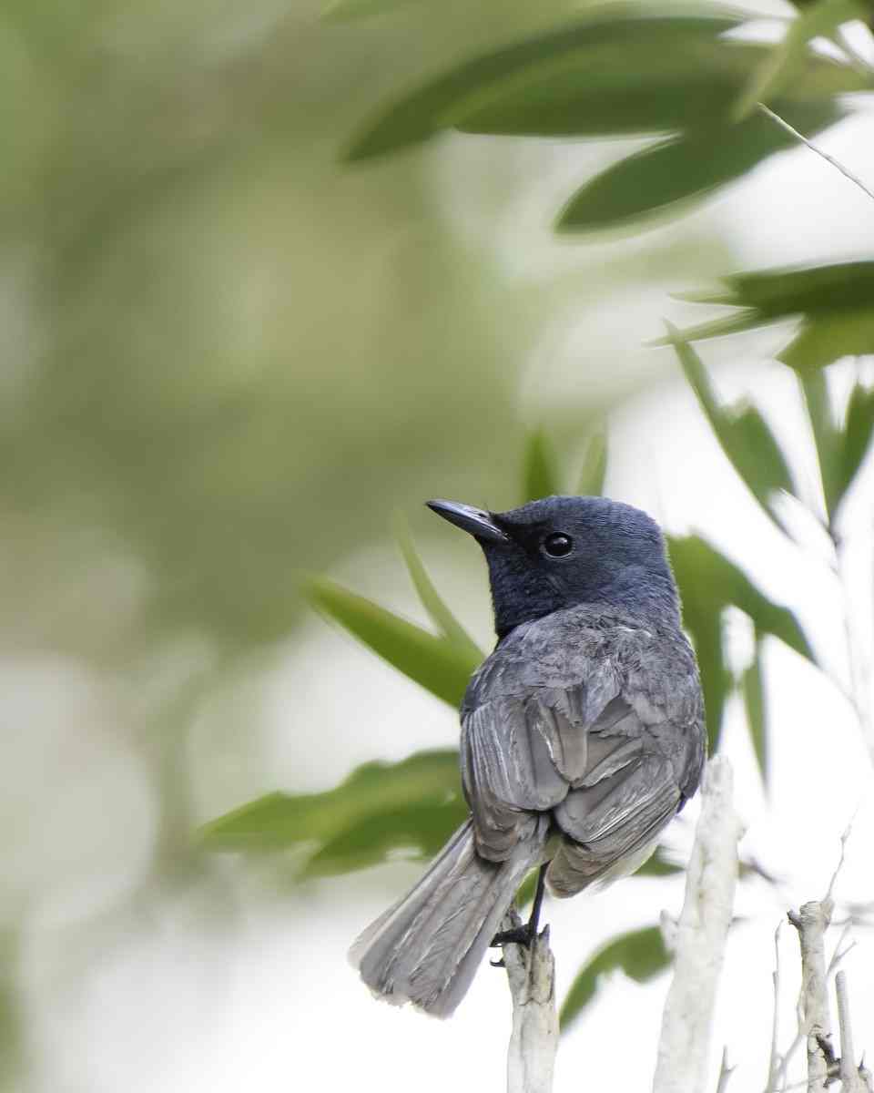 A male leaden flycatcher (photographed by Scott Humphris)