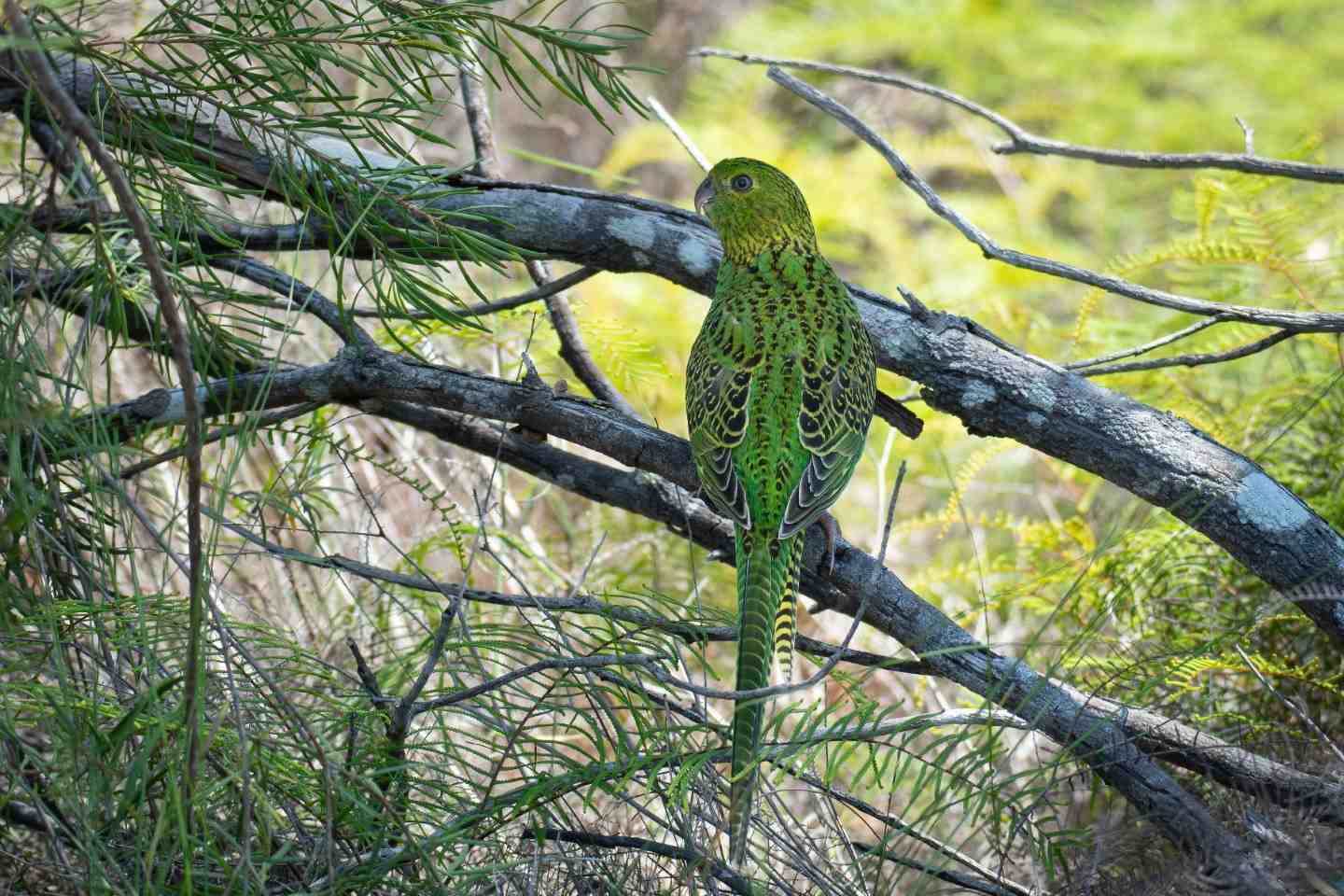Patrick Colley took this photo of the Eastern Ground Parrot at Rainbow Beach last month which is apparently getting plenty of excitement on Facebook from bird enthusiasts