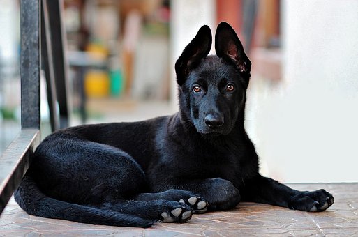black-german-shepherd