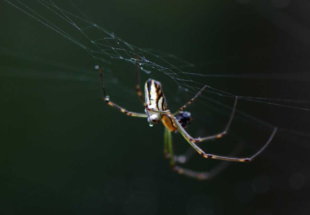 Tin Can Bay Camera Club - Mary Boyce – Spider