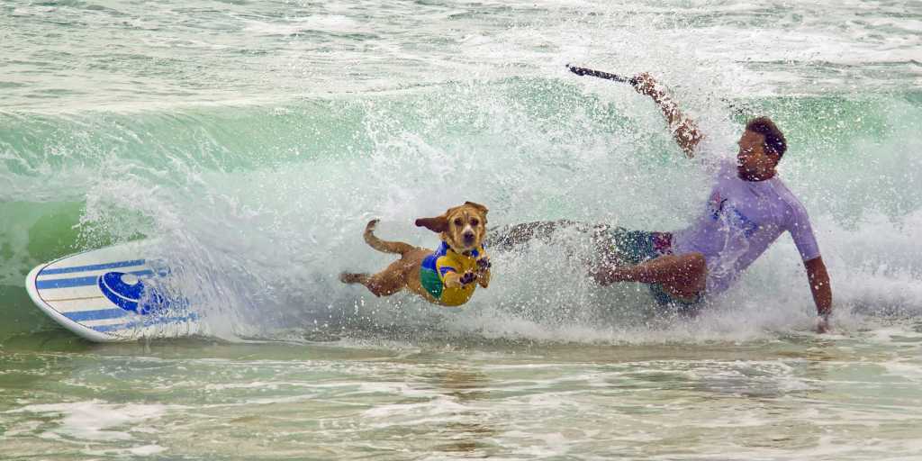 Wipeout won a Merit for Patsy Brady