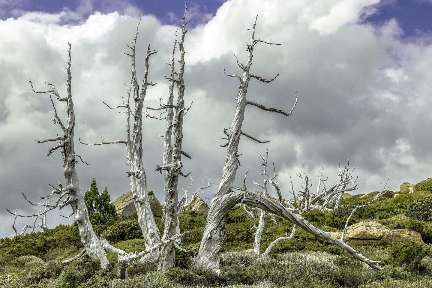 Paivi Lobigs - Still Standing - May 2019 - Trees AB Grade Highly Commended