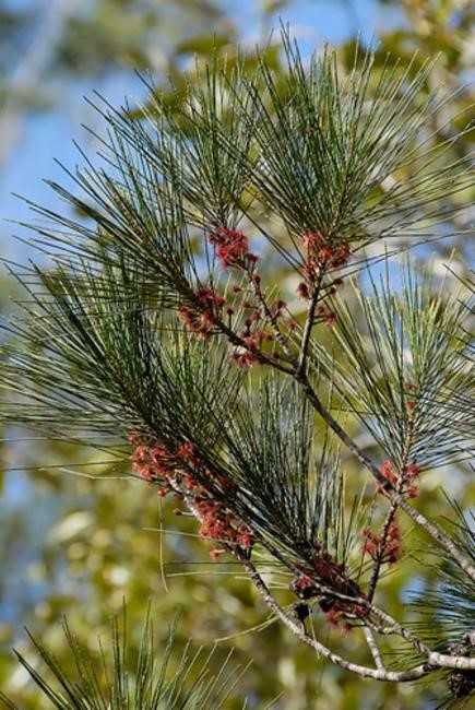 Our plant of the month is Allocasuarina littoralis (Black she-oak), a shrub that may reach 10 metres and prefers well-drained soil. Male and female flowers form on separate trees. Bees like the pollen and it will tolerate some salt spray. Image Tony Rodd (bie.ala.org.au)