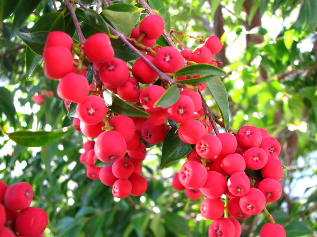 The lillypilly is plant of the month - this variety is Syzygium luehmannii Photograph: citizenj.edgeqld.org.au