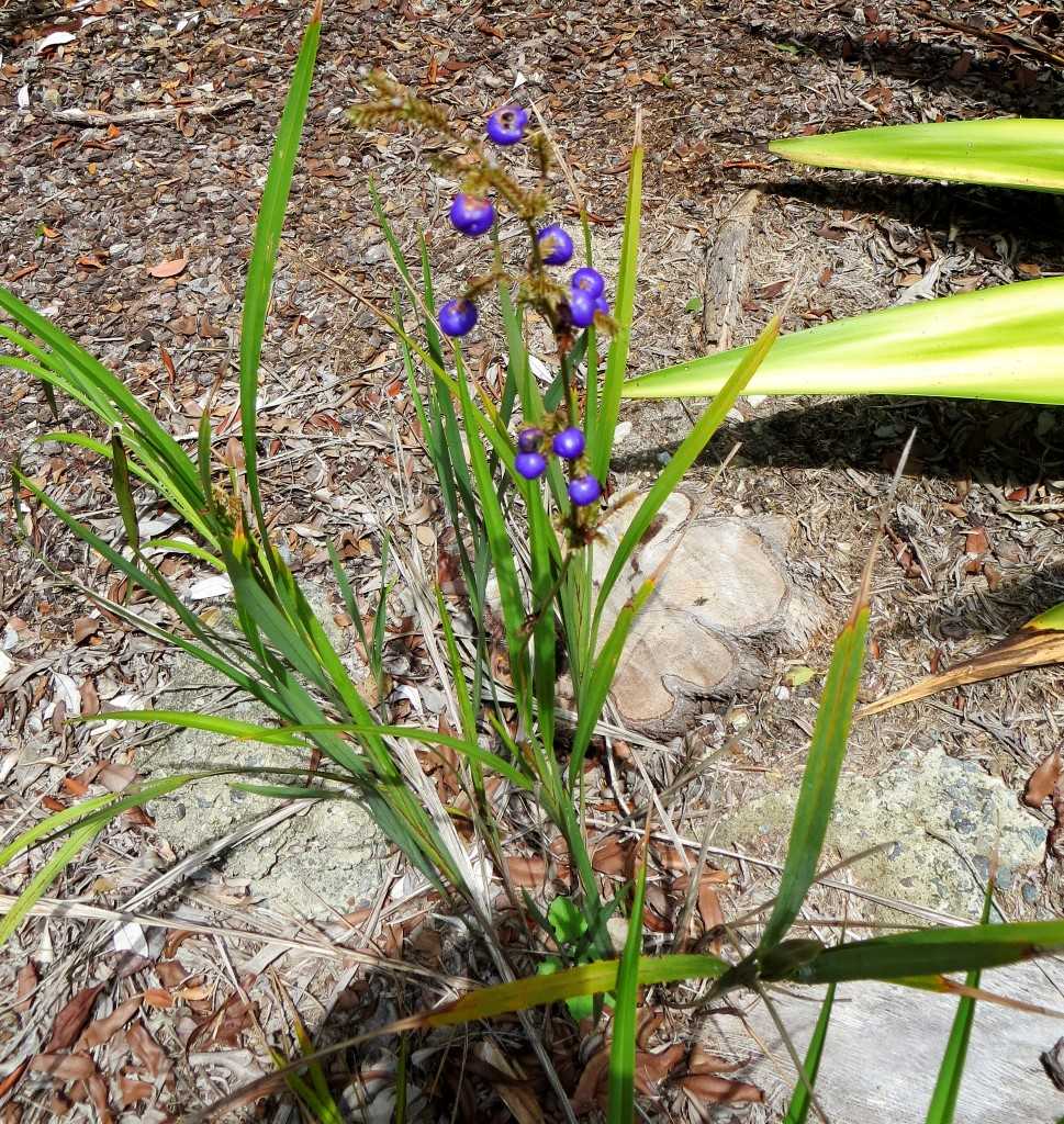 Four Dianellas grow in our area, and our plant of the month is Dianella caerulea (Common flax lily), which grows to 1.8m in w