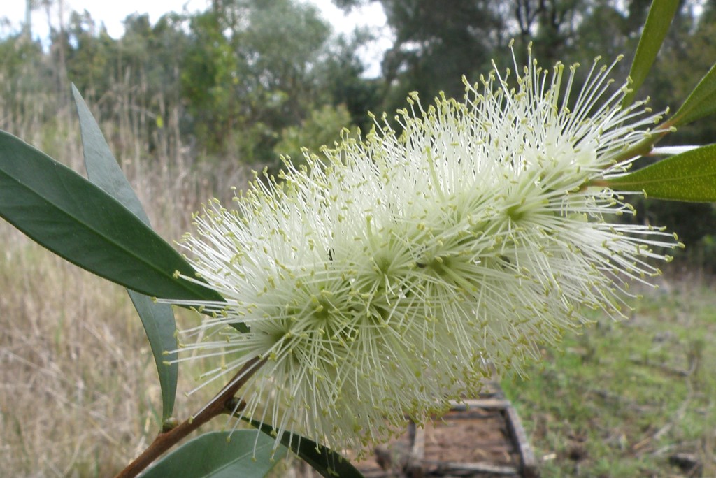 Plant of the month is Melaleuca saligna (formerly Callistemon salignus), a small tree to 9+ metres, with a dense habit and papery bark. It has cream flowers in spring and pink new foliage. (Photograph source: www.wetlandwalks.com.au)