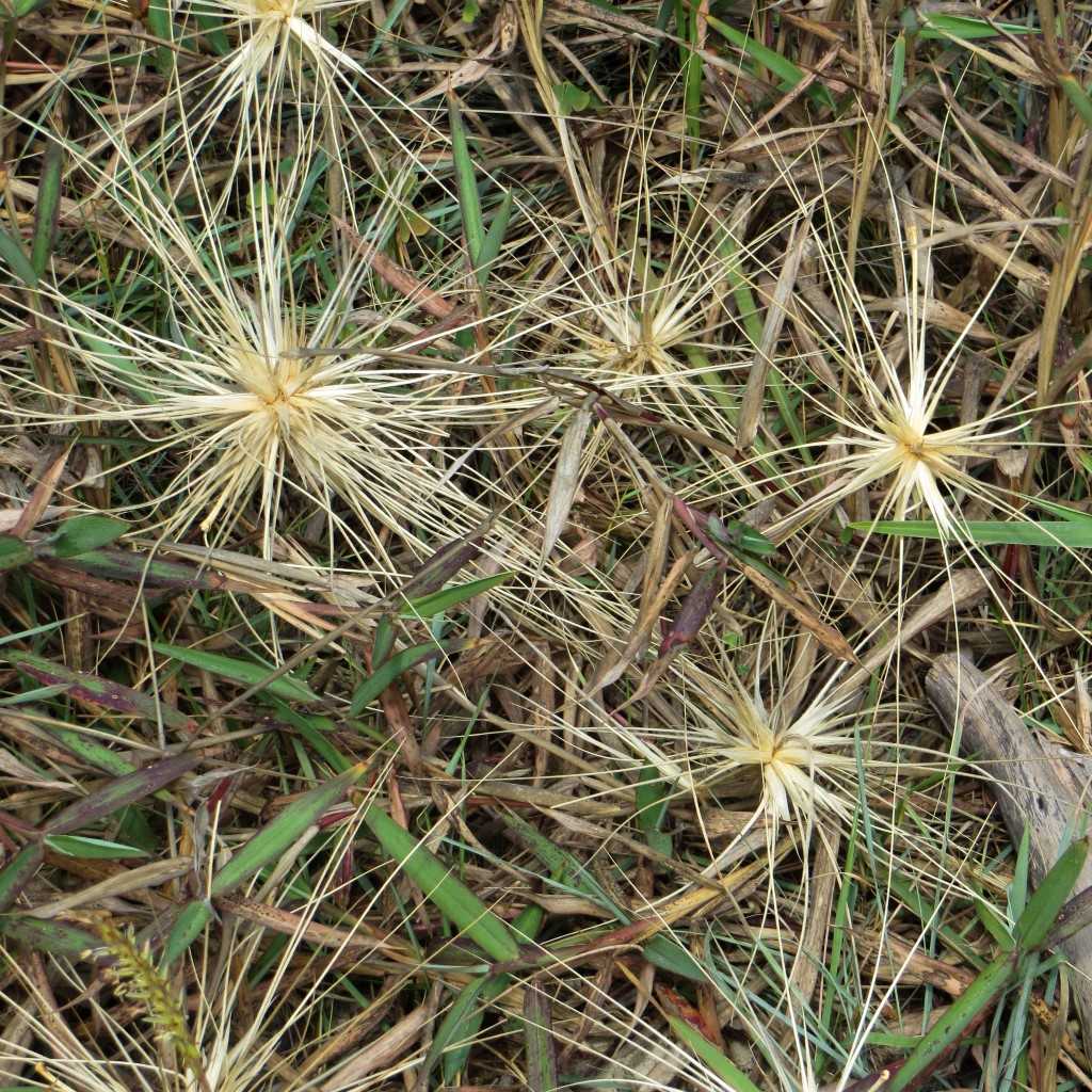 Plant of the Month: You may have noticed the tumbling seed heads of Beach spinifex (Spinifex sericeus) on the beach recently. Beach spinifex has leaves with a silvery upper surface that reflects light and helps prevent moisture loss.   Long runners go under and over the sand and root at the nodes, quickly colonising an area and helping stabilise dunes. Thus it is a very important part of our foreshore ecosystem. 