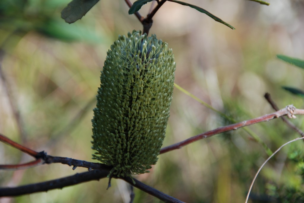 Plant of the month: Banksia oblongifolia (Dwarf banksia) is a multi-stemmed shrub, usually grows to 1 metre, is hardy and has cream-to-yellow flowers and oblong, serrated leaves. (The photograph by Mary Boyce shows green coloration prior to full flowering.)