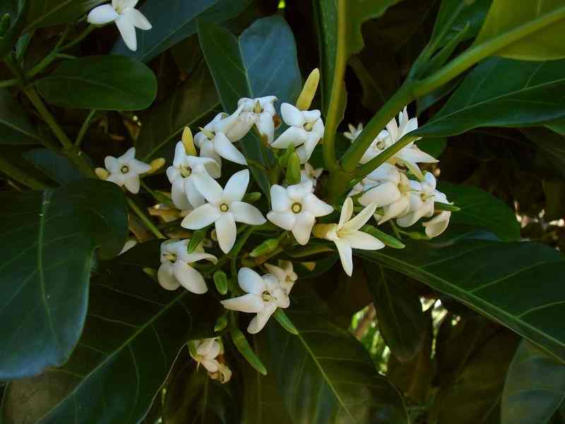 CITY FARM Native Gardenia (Atractocarpus fitzalanii)