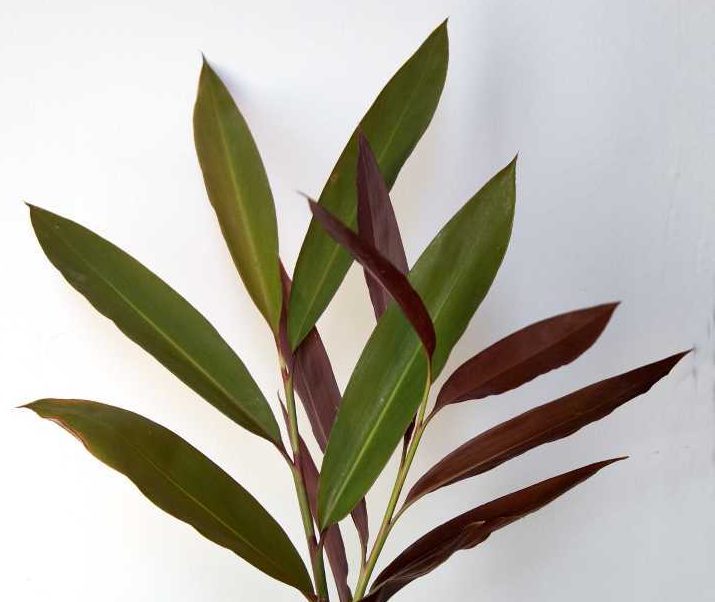 City Farm - Native ginger (Alpinia caerulea)