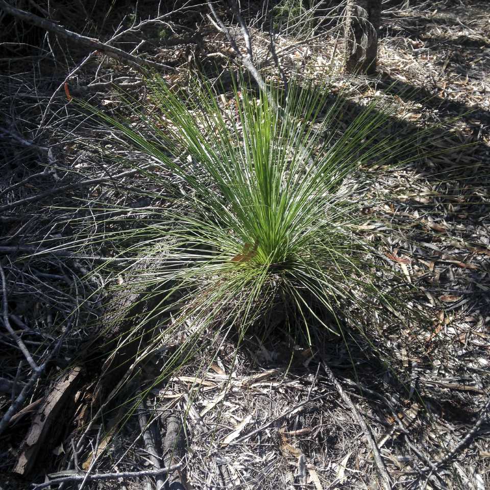It is illegal to remove the Grass Tree from their habitat