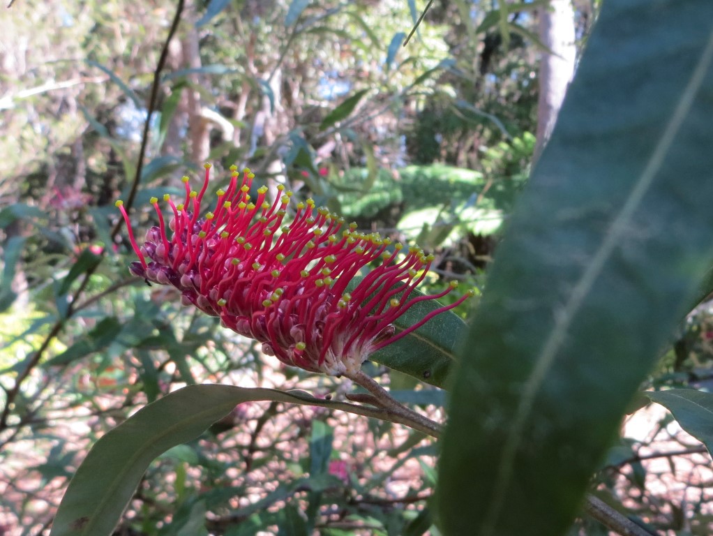 Plant of the month is the cultivar, Grevillea 'Coastal Glow', a shrub to three metres with crimson toothbrush flowers that are loved by honeyeaters and occur most of the year. This rapidly-growing plant is hardy and happiest in moist, well-drained soil in full sun. As with many grevilleas, it can be rangy and a good prune will promote flowering and a denser habit. It is salt spray resistant and frost hardy.