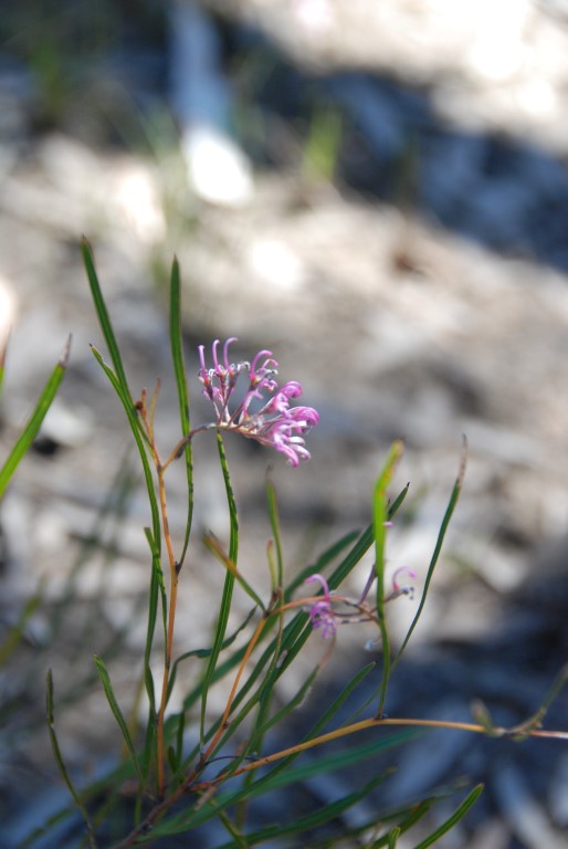 Plant of the month is Grevillea leiophylla, an open shrub to 1 metre. It likes moist soil and has long leaves and terminal pink flowers from spring to autumn, followed by egg-shaped fruit. Image Mary Boyce