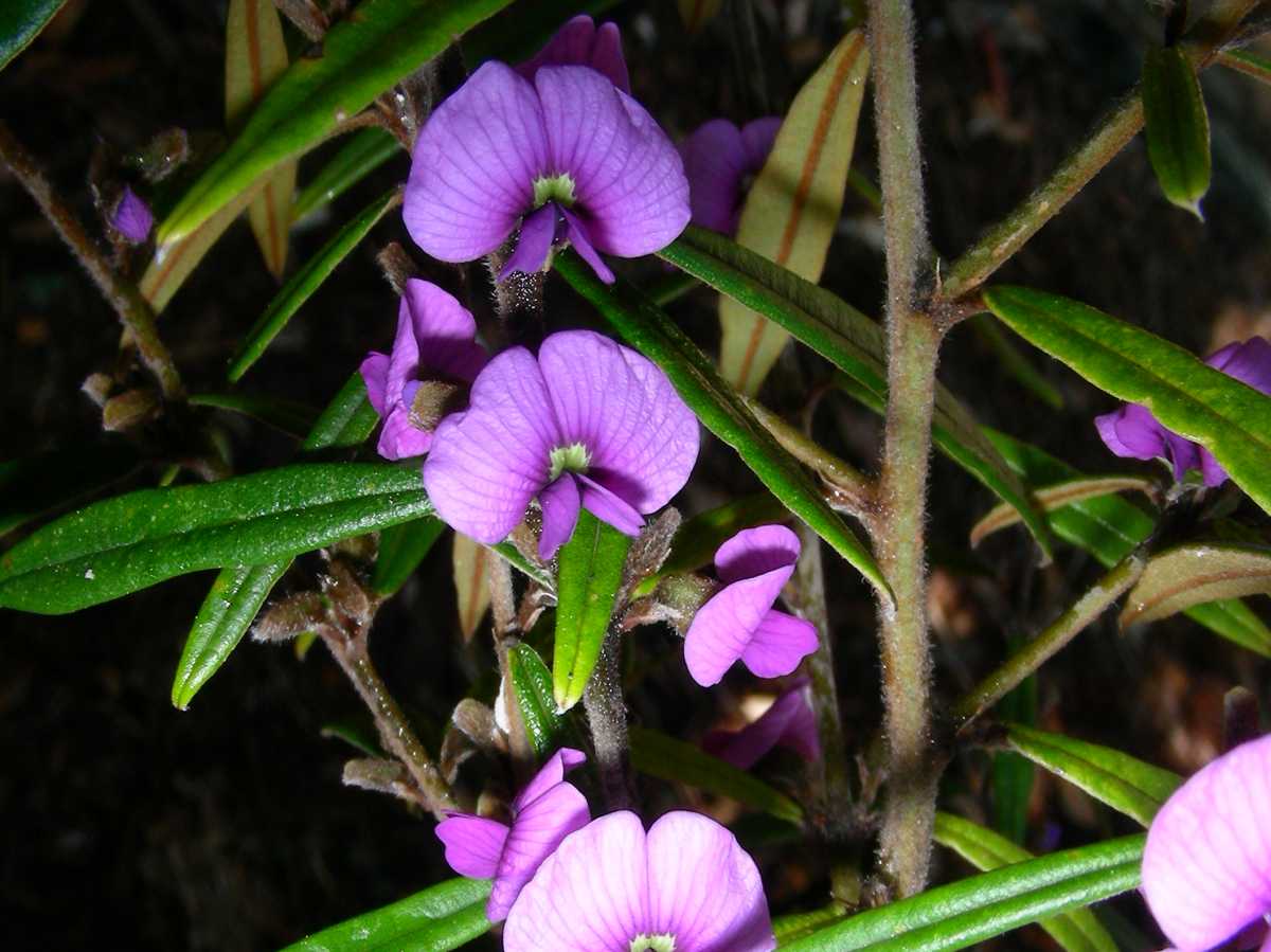 Take a wildflower walk…