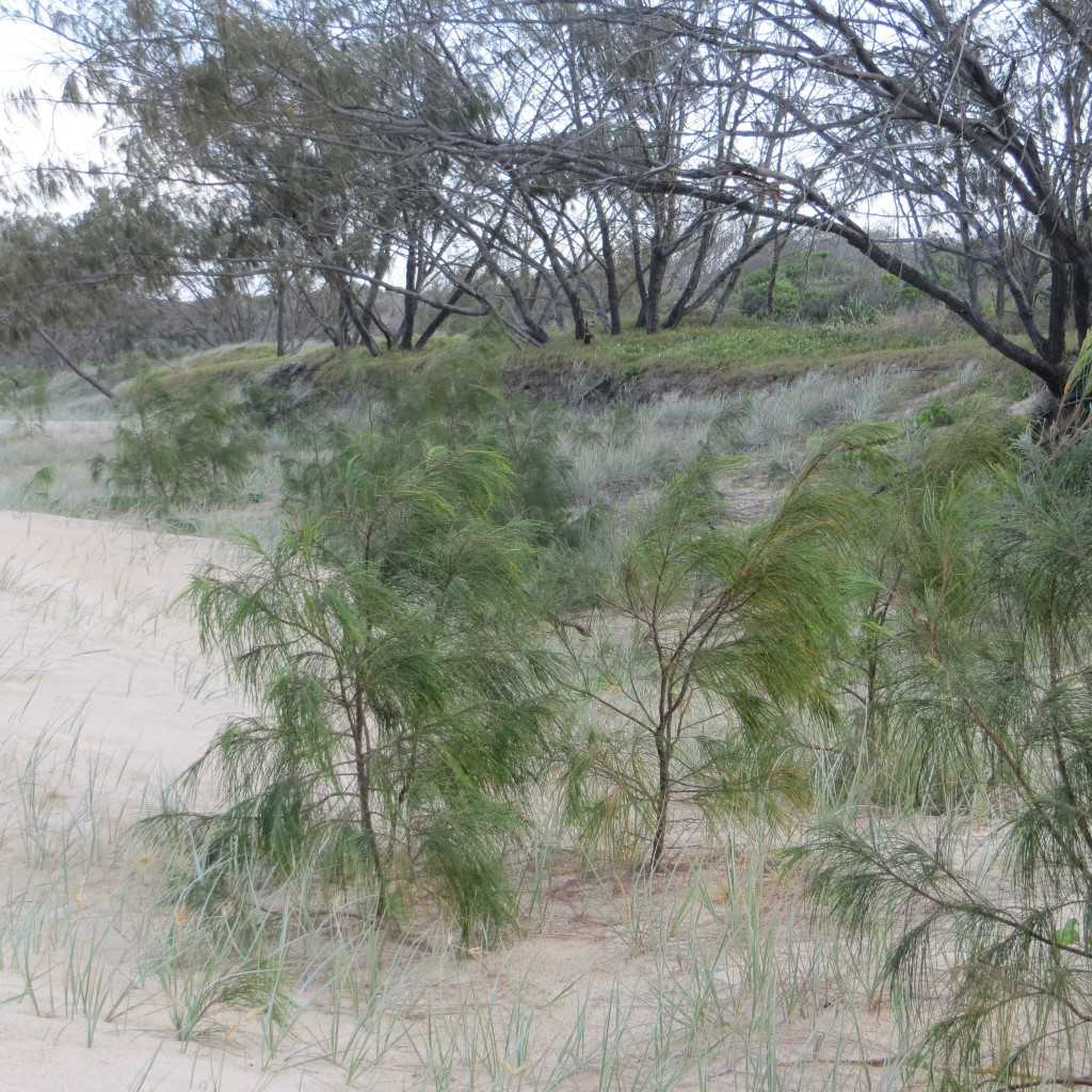 Plant of the month is Acacia hubbardiana