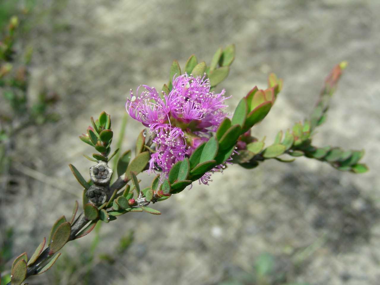 Our plant of the month is Melaleuca thymifolia (Thyme-leaved honey myrtle), an adaptable shrub to around a metre with mauve flowers spring to summer. It likes wet conditions and will flower best in full sun. Image Mary Boyce