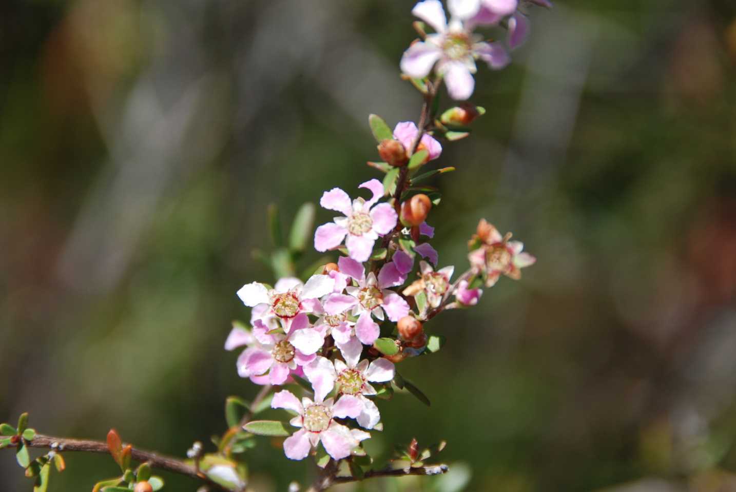 Leptospermum liversidgei is a neat shrub that grows to two metres, has strong lemon-scented leaves, suits poorly drained areas and provides small white flowers attractive when cut Image Mary Boyce