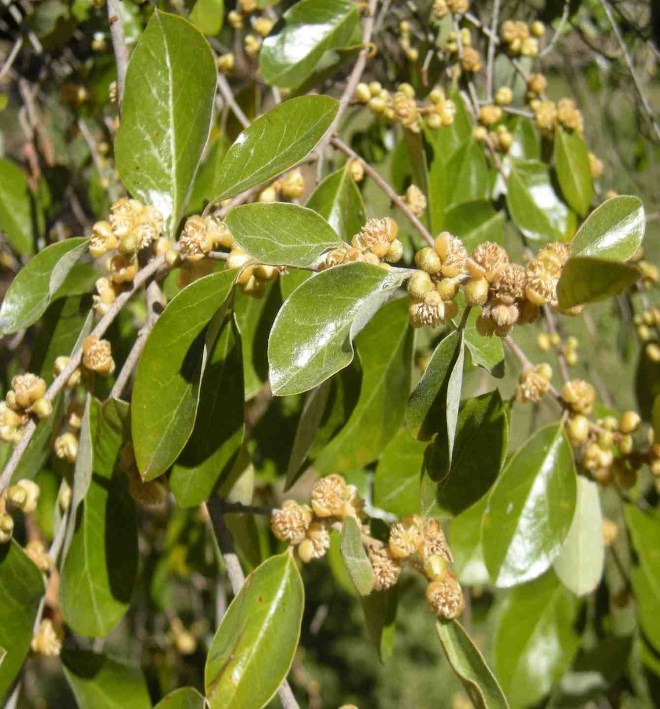 City Farm - “Petalostigma pachyphyllum”, (commonly known as “Thick leaved Quinine bush”)