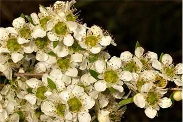 Plant of the month: Leptospermum polygalifolium (Wild May)