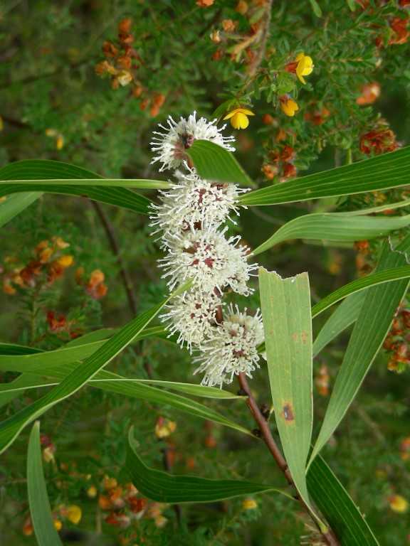 City Farm talks Hakea