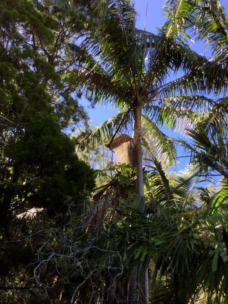 The Bangalow or Piccabeen Palm (Archontophoenix cunninghamiana) is our plant of the month Image Mary Boyce