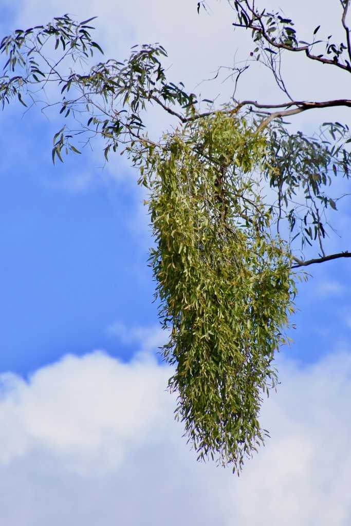 Plant of the month is Leptospermum polygalifolium (Wild may), an ornamental compact shrub to four metres with aromatic leaves and white blossoms in spring.  (Photograph: Mistletoe - Mary Boyce)