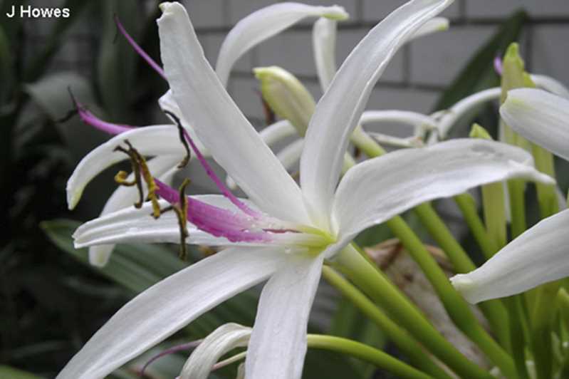 Our plant of the month is Crinum pedunculatum (Swamp lily). Spidery, lightly perfumed, white flowers occur through spring and summer. The swamp lily looks good as a contrast if placed among weeping plants. Planting beside a water feature is also a great choice and in this position it is a haven for frogs. Image J. Howes (www.anpsa.org.au)