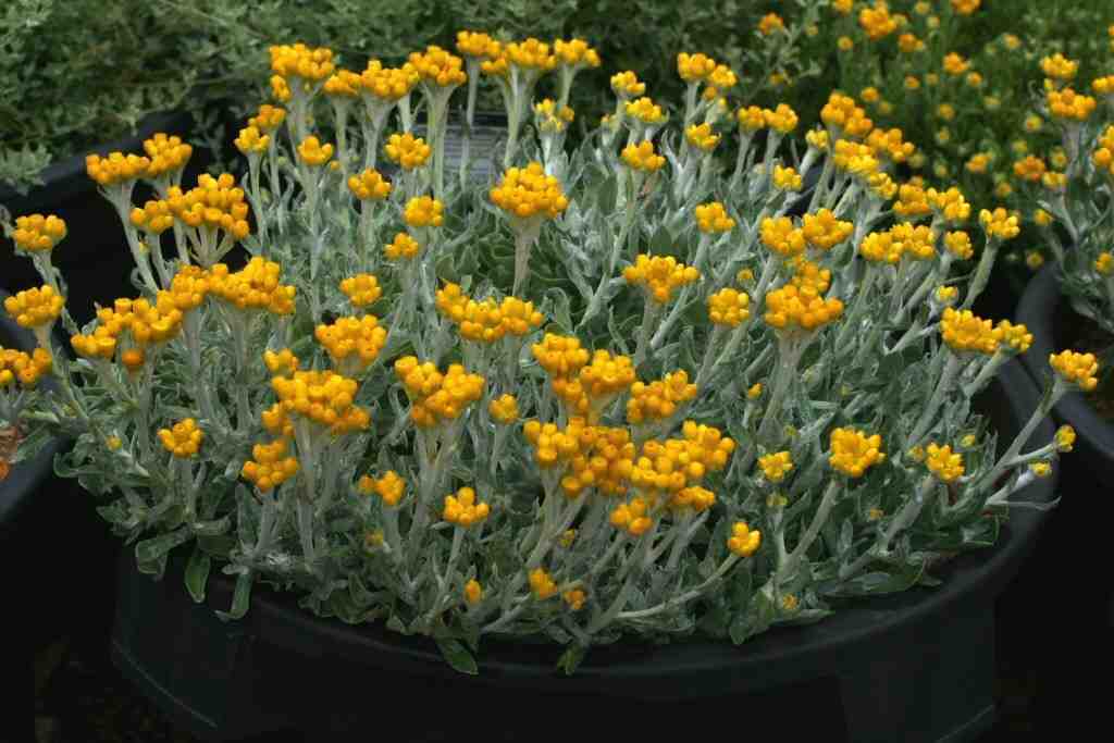 Cooloola City Farm Plant of the month is the Yellow Buttons