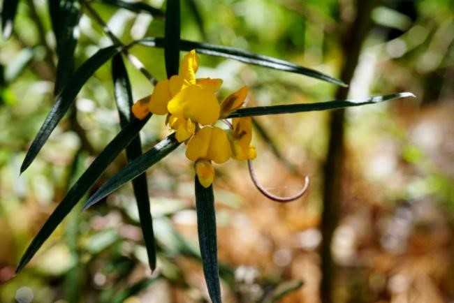 Plant of the month City Farm has lots of Oxylobium robustum in stock, a small shrub with golden yellow flowers winter to spring Photograph source: ala.org.au