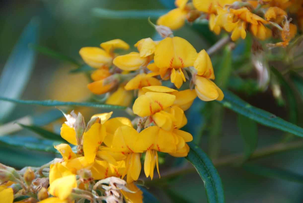 Plant of the month is Oxylobium robustum, a shrub to 3 metres, occurring in wet and dry eucalypt forest. The bright yellow fl