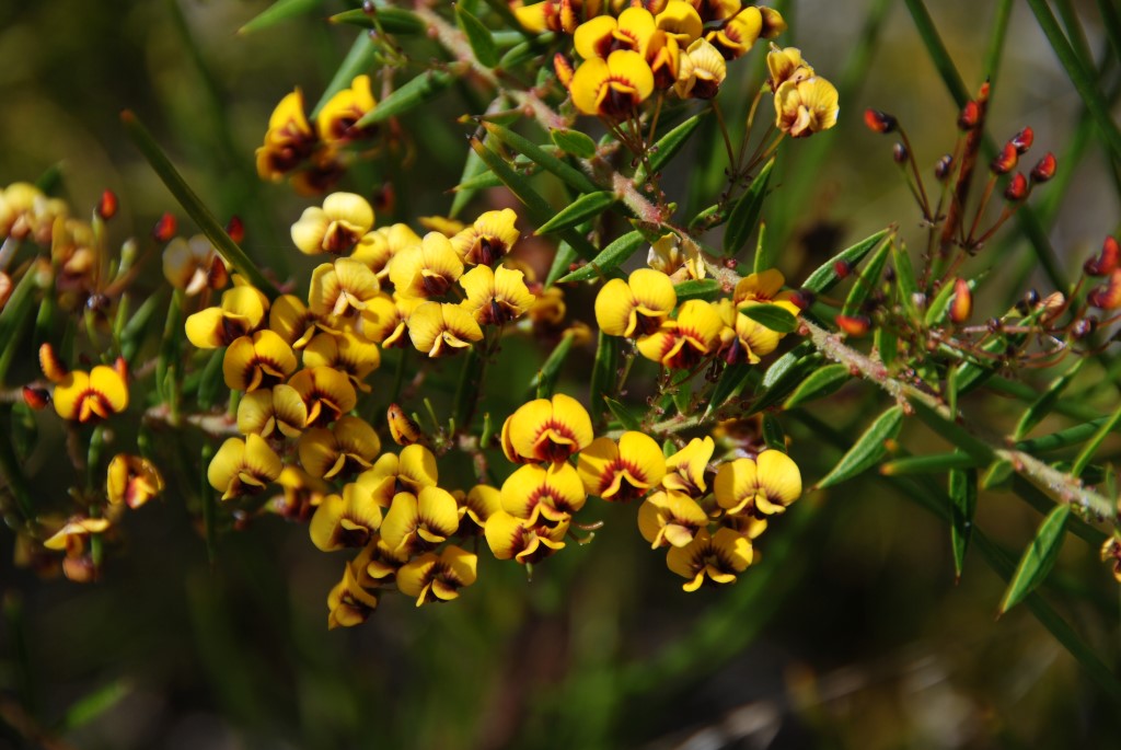 Plant of the month is Daviesia umbellulata, a shrub to 2m+ that enjoys dry conditions and has small yellow pea flowers, often with red markings, in spring. (Photograph: Mary Boyce)