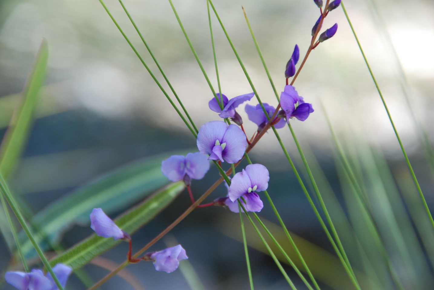 Our plant of the month is the spring flowering Hardenbergia violacea species, also known as Native Sarsaparilla - Photograph: Mary Boyce