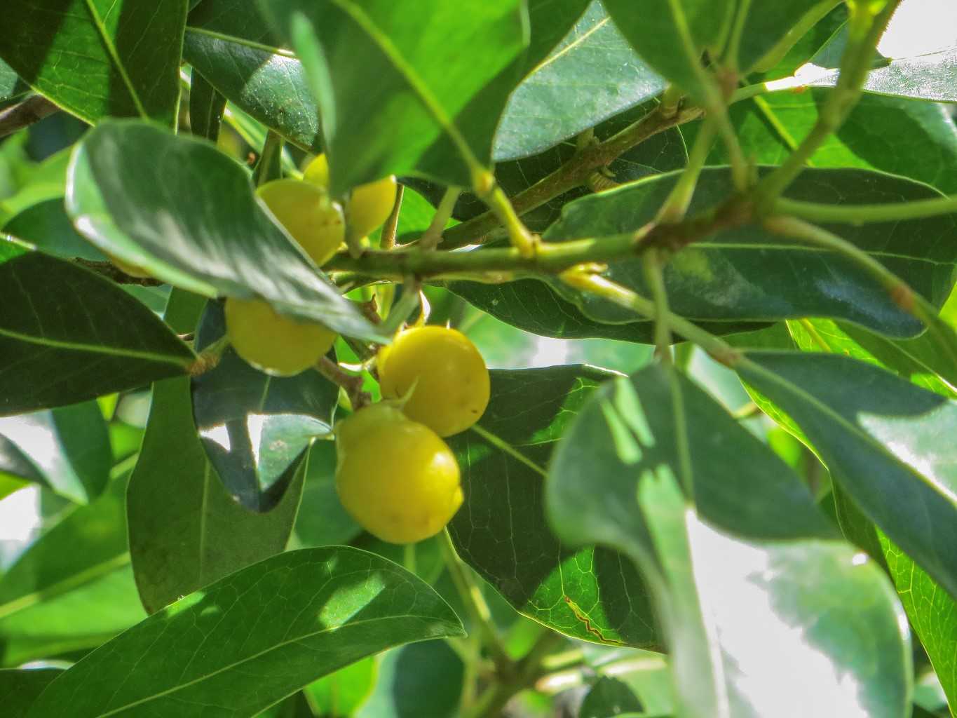 Plant of the month: Tuckeroo