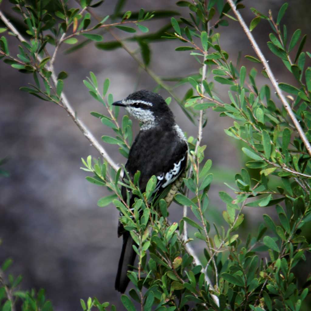 Photograph: A Varied Triller in Coastal Tea-tree 