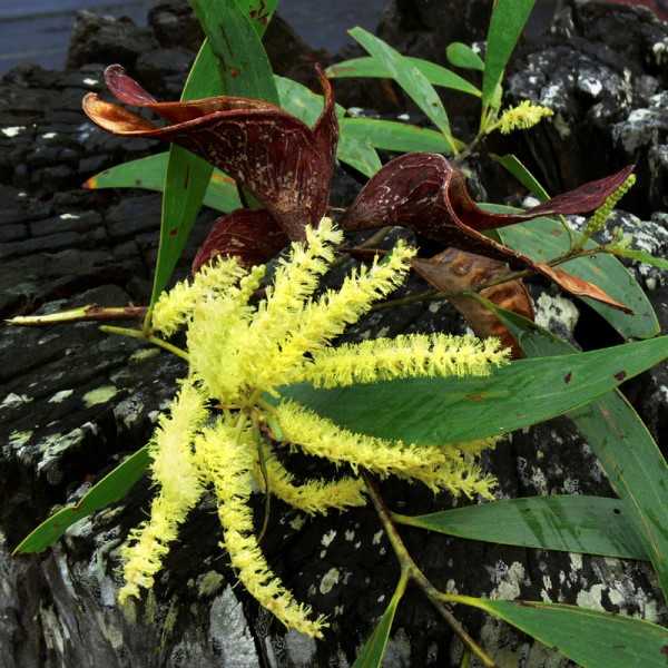 Plant of the month is Acacia disparrima (Hickory wattle), a tree to 15 metres growing in wet or dry eucalypt forest and flowering summer to autumn. The flowers are yellow spikes, phyllodes are grey/green and the seed pods are broad, woody, flat and often twisted. (Photograph: noosanativeplants.com.au)